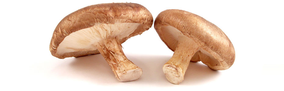 Cultivo de Cogumelos Shiitake, Cogumelos Shiitake, Cultivo de cogumelos, Cogumelos Shitaki, Produção de cogumelo, Produção de cogumelos